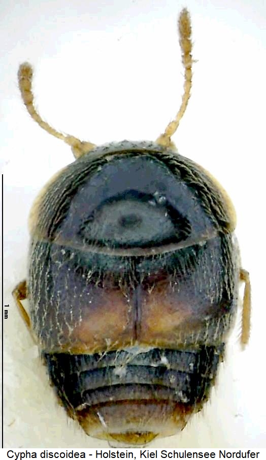 cypha_discoidea_hab.jpg