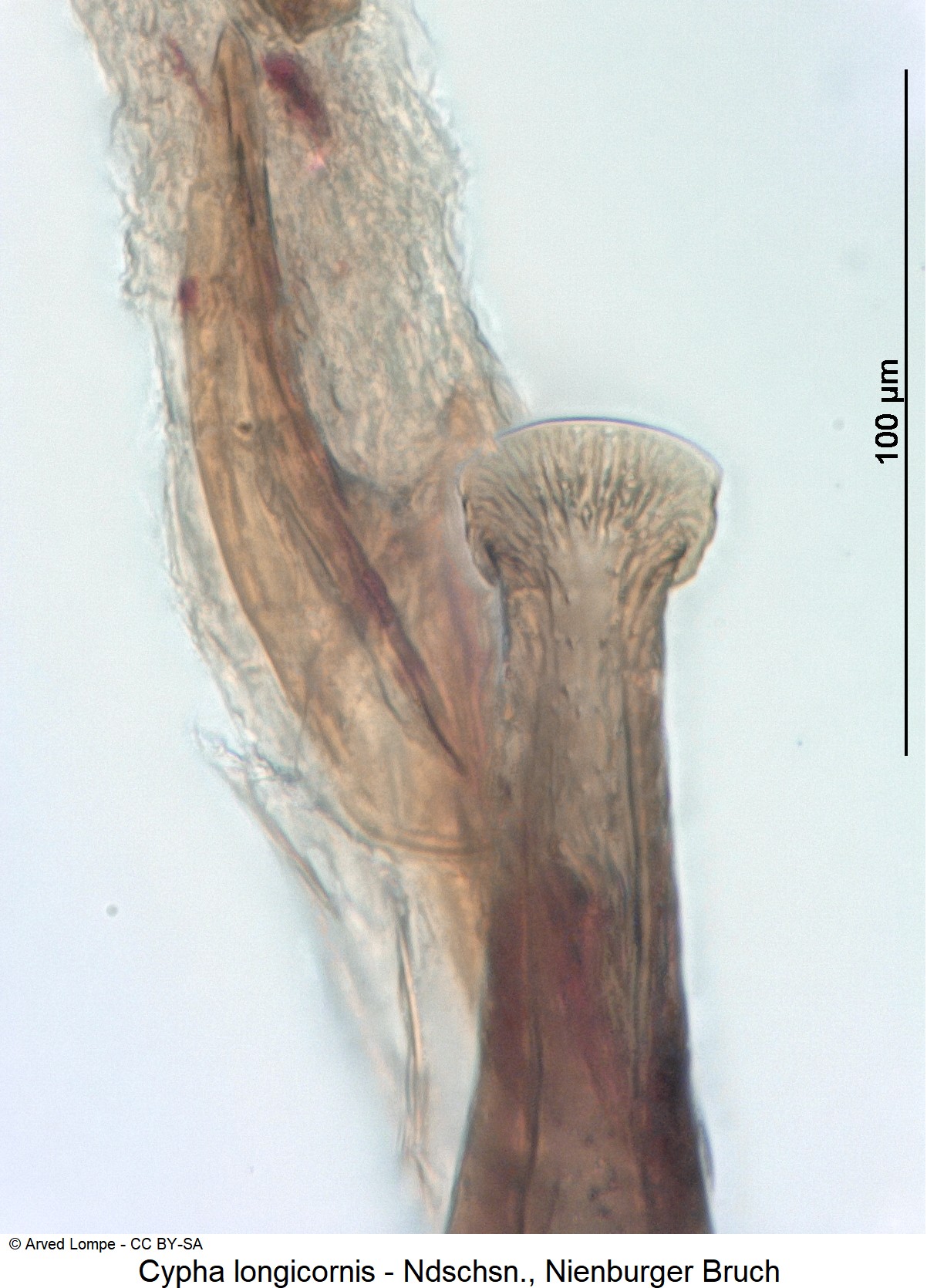 cypha_longicornis_ck35584810_pen.jpg