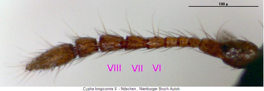 cypha_longicornis_f.jpg