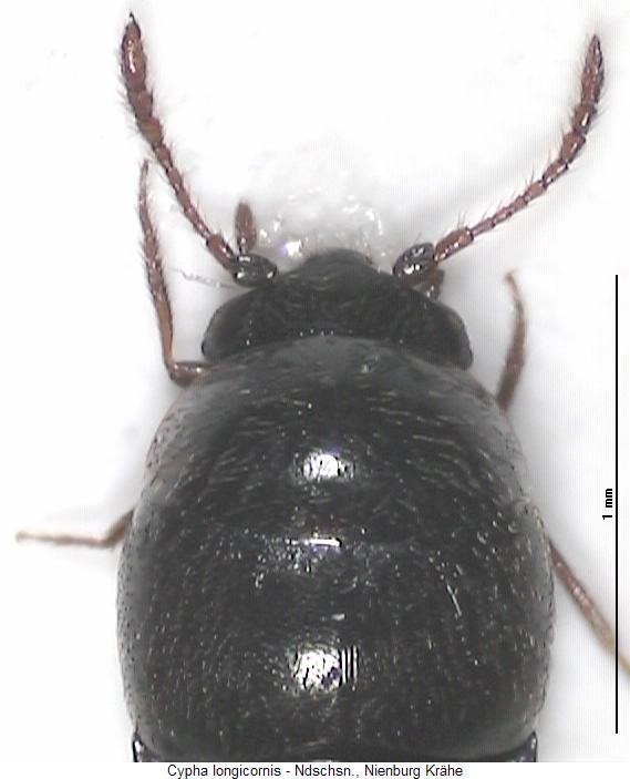 cypha_longicornis_vk.jpg