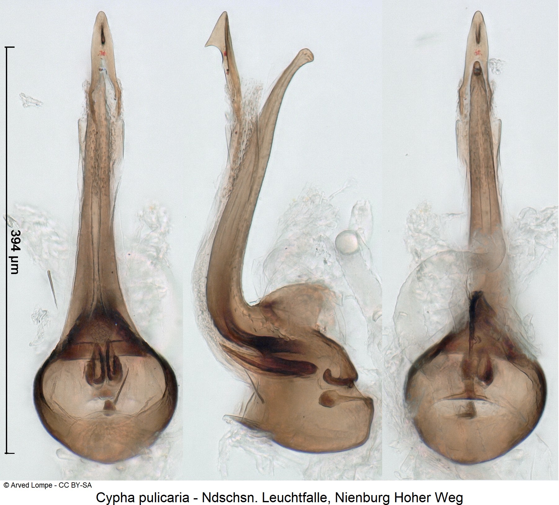 cypha_pulicaria_ck36953813.jpg