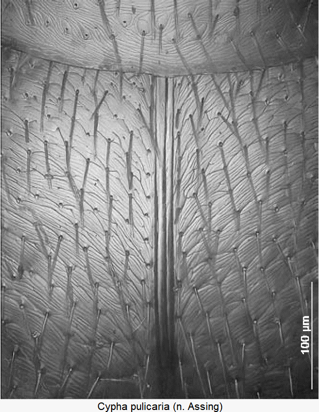 cypha_pulicaria_ms.gif