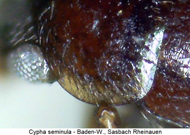 cypha_seminula_hsch.jpg