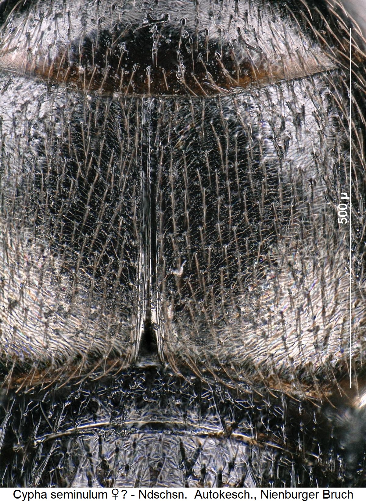 cypha_seminulum_fld.jpg