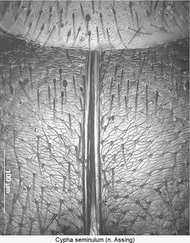 cypha_seminulum_ms.gif