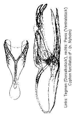 cyphon_furcillatus.gif