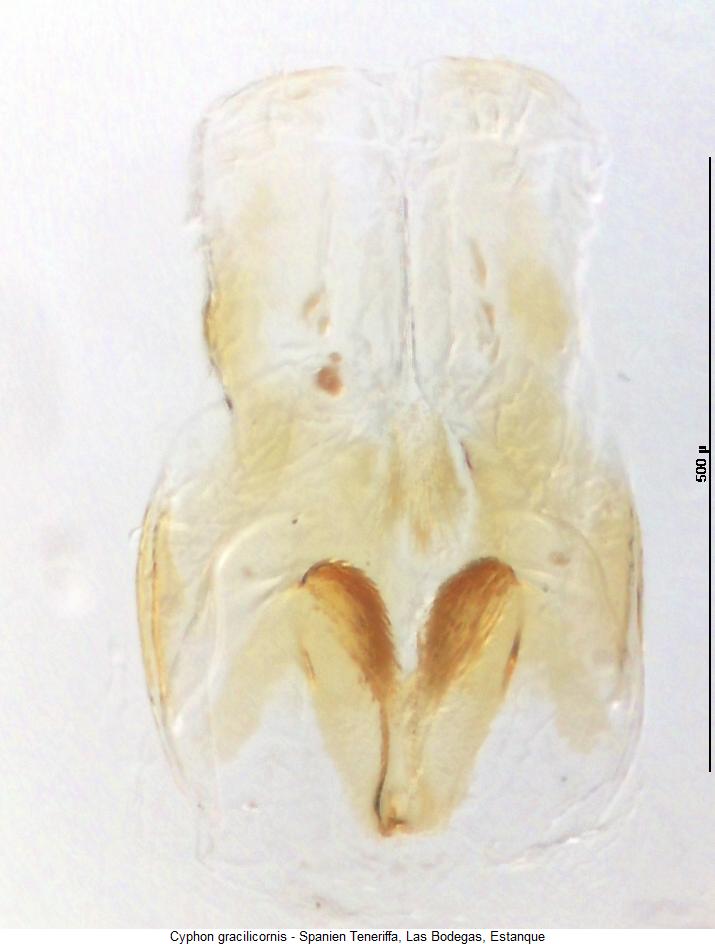 cyphon_gracilicornis_bur.jpg