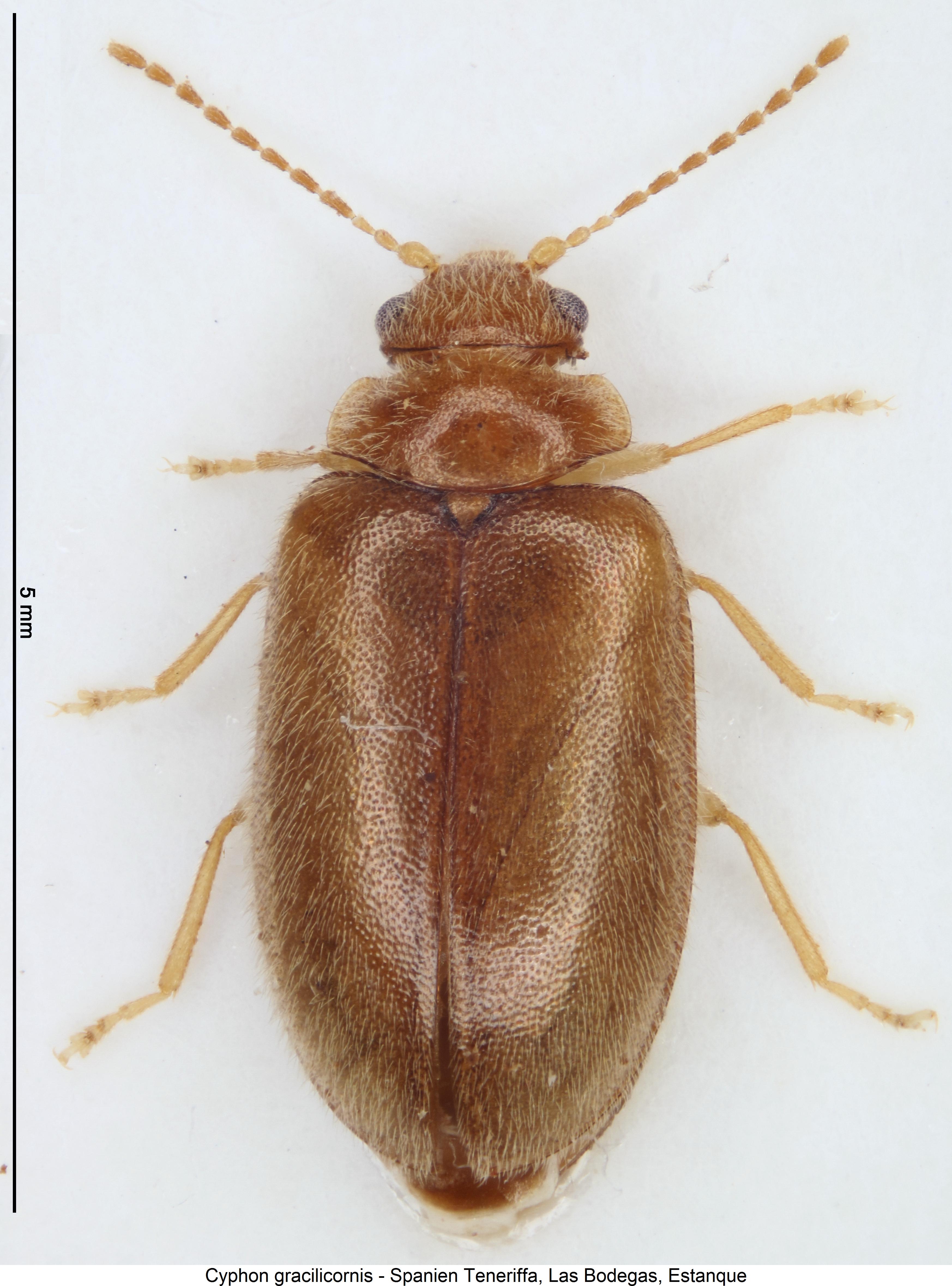 cyphon_gracilicornis_hab.jpg