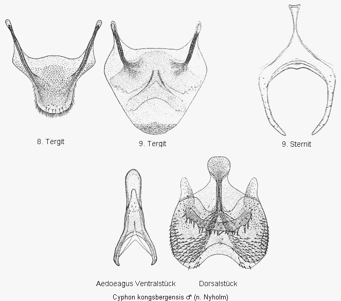 cyphon_kongsbergensis.gif