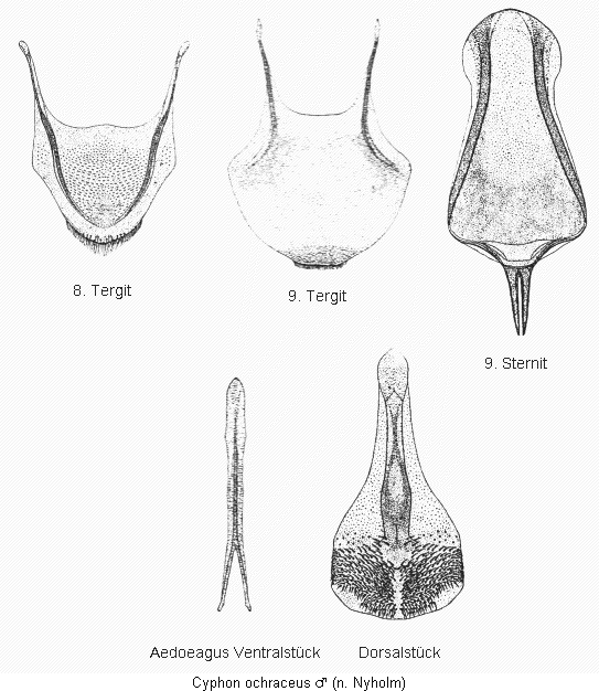 cyphon_ochraceus.gif