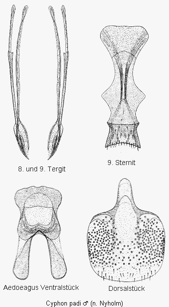 cyphon_padi.gif