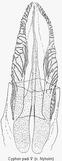 cyphon_padi_sperm.gif