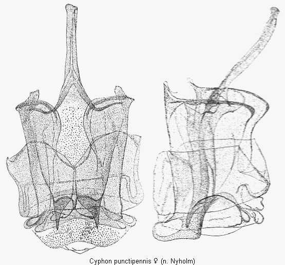 cyphon_punctipennis_sperm.gif