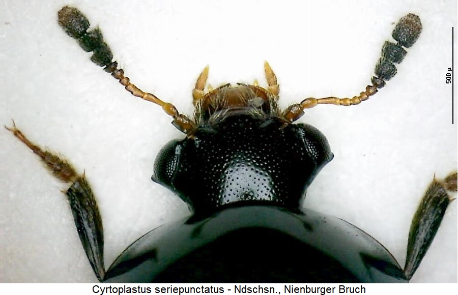 cyrtoplastus_seriepunctatus_k.jpg