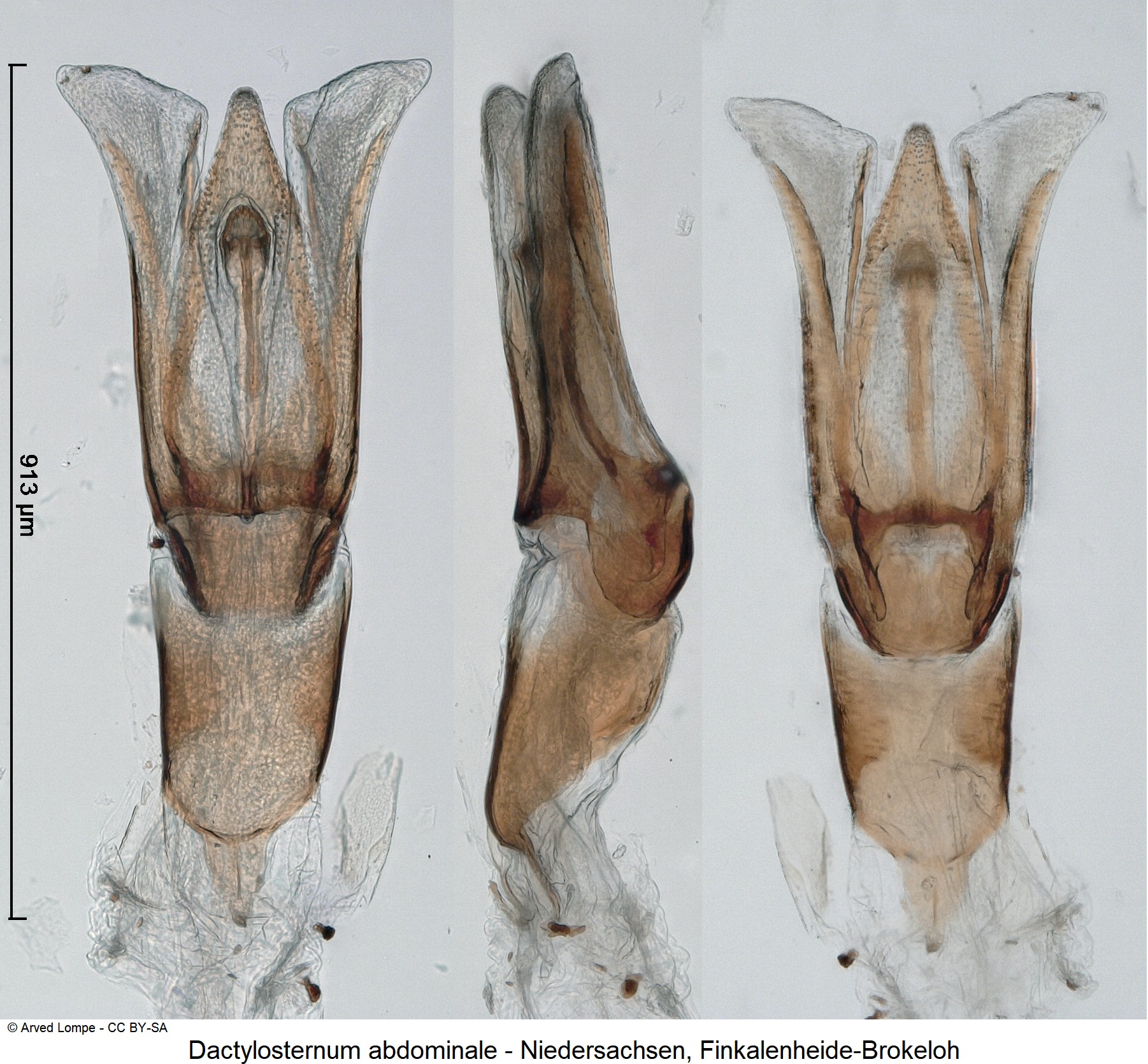 dactylosternum_abdominale_ck35981490.jpg