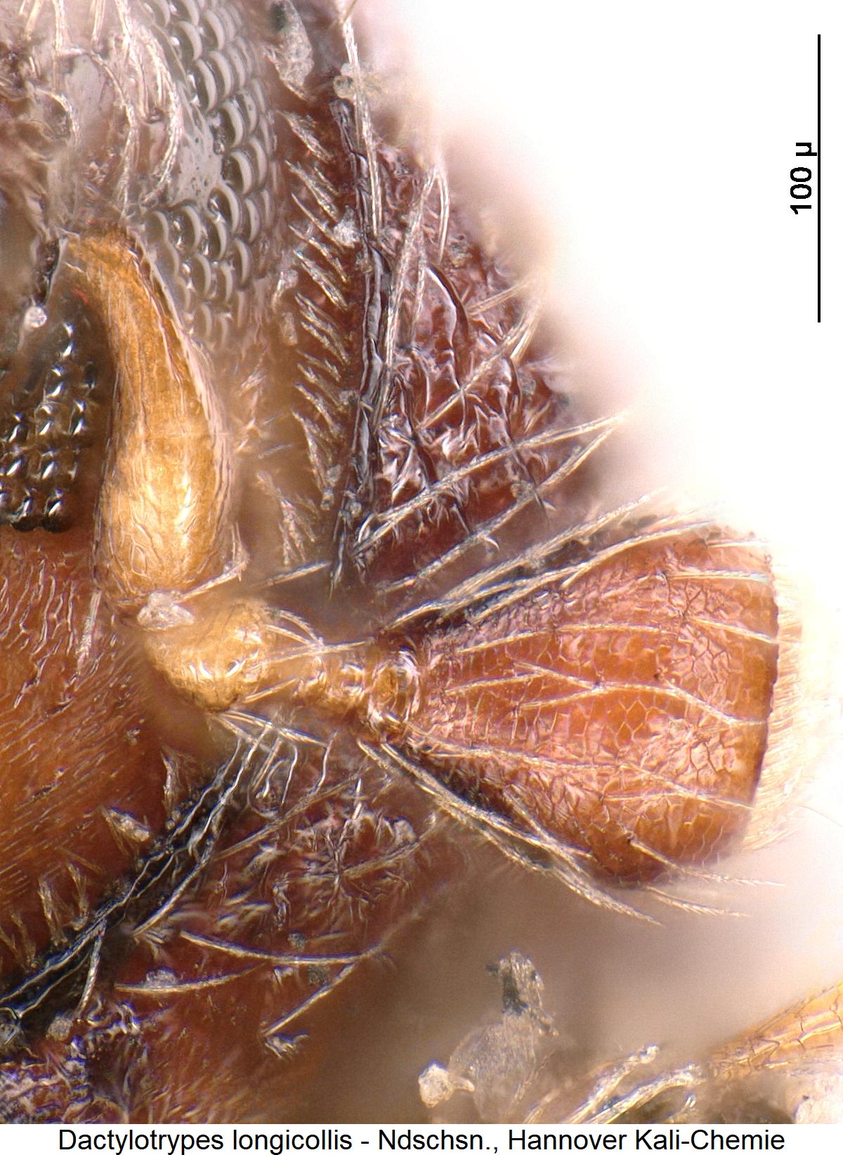 dactylotrypes_longicollis_f.jpg