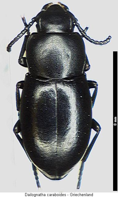 dailognatha_caraboides_hab.jpg