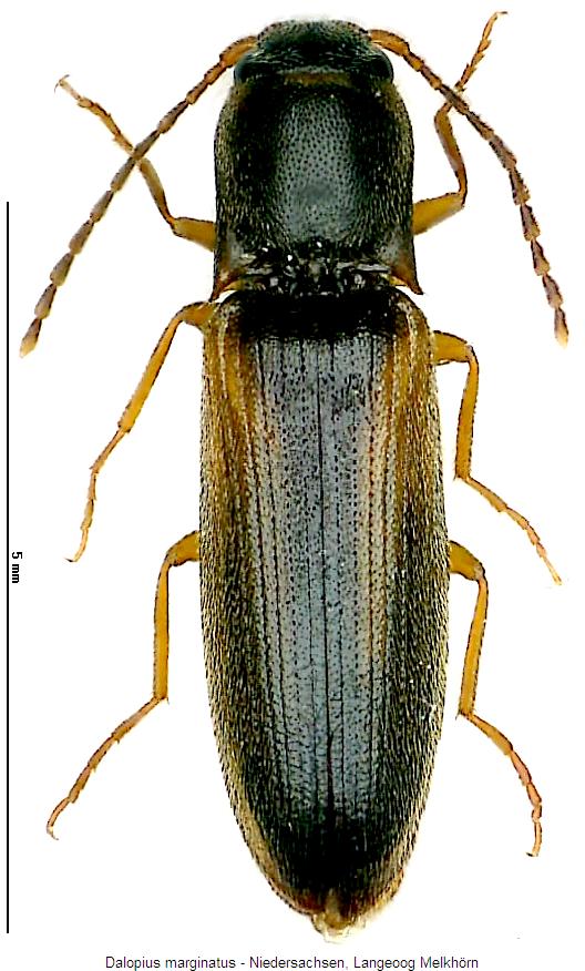 dalopius_marginatus_hab.jpg