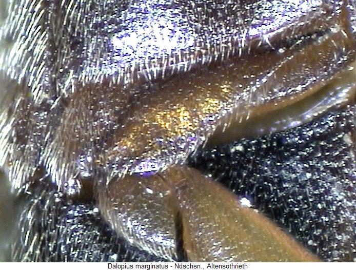 dalopius_marginatus_us.jpg