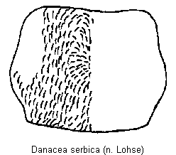 danacea_serbica_hsch.gif