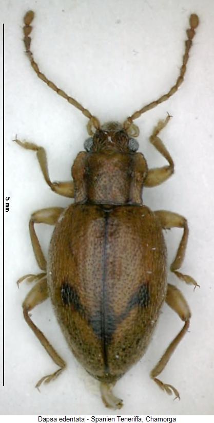 dapsa_edentata_hab.jpg