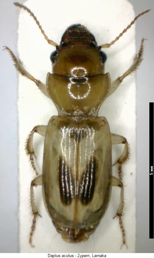 daptus_acutus_hab.jpg