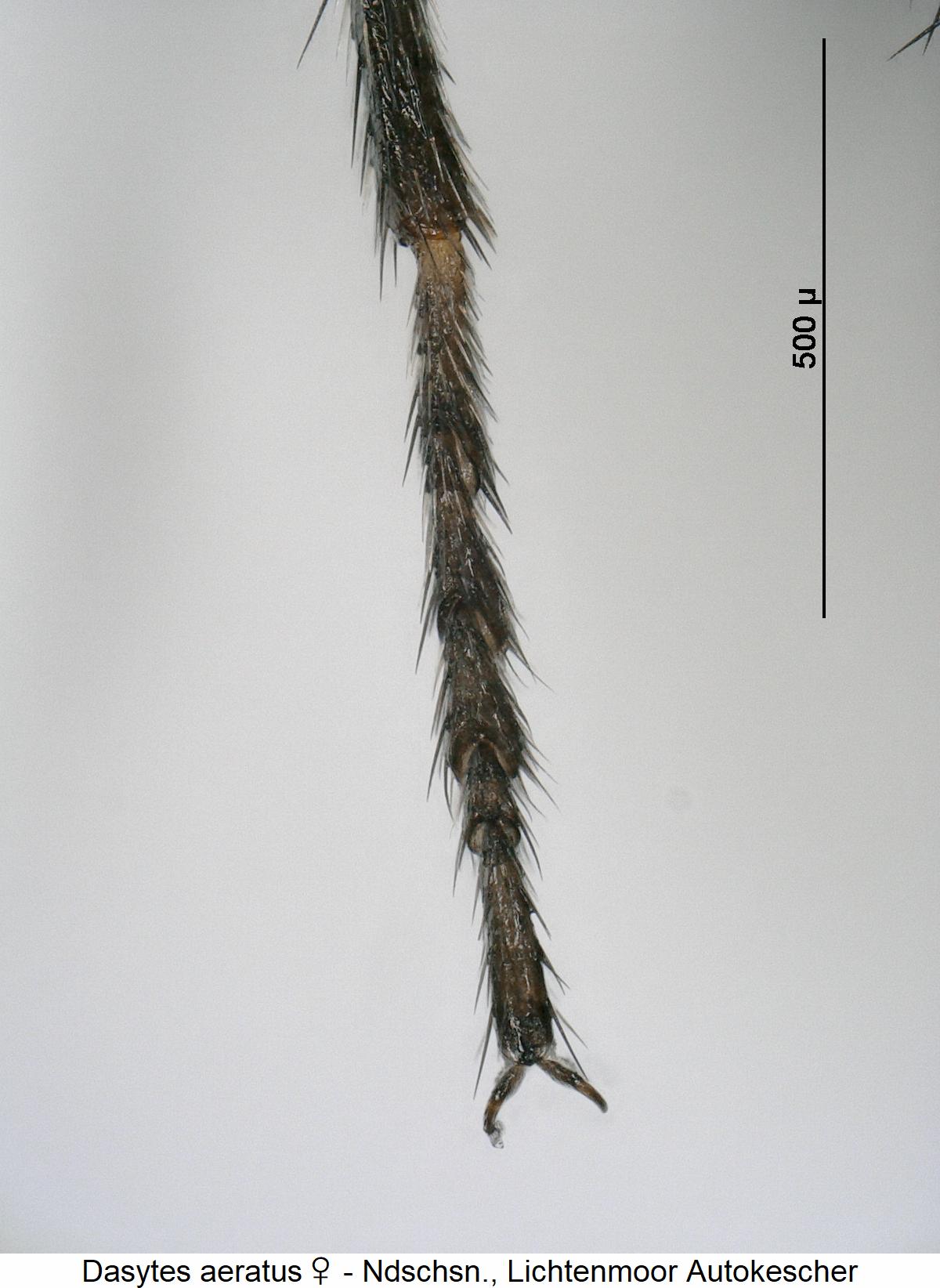 dasytes_aeratus_htr.jpg