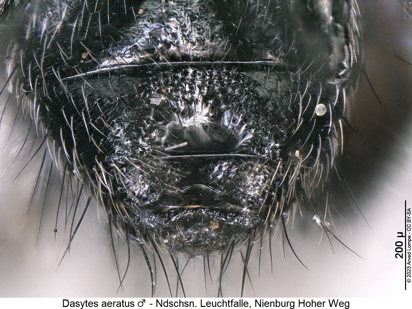 dasytes_aeratus_m_ster.jpg