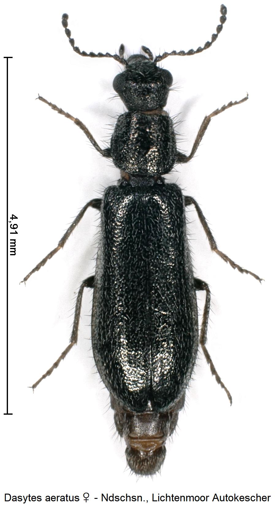 dasytes_aeratus_w_hab.jpg