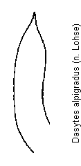 dasytes_alpigradus.gif