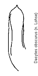 dasytes_obscurus.gif