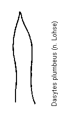 dasytes_plumbeus.gif