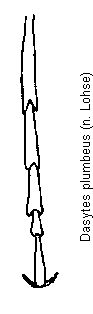 dasytes_plumbeus_htr.gif