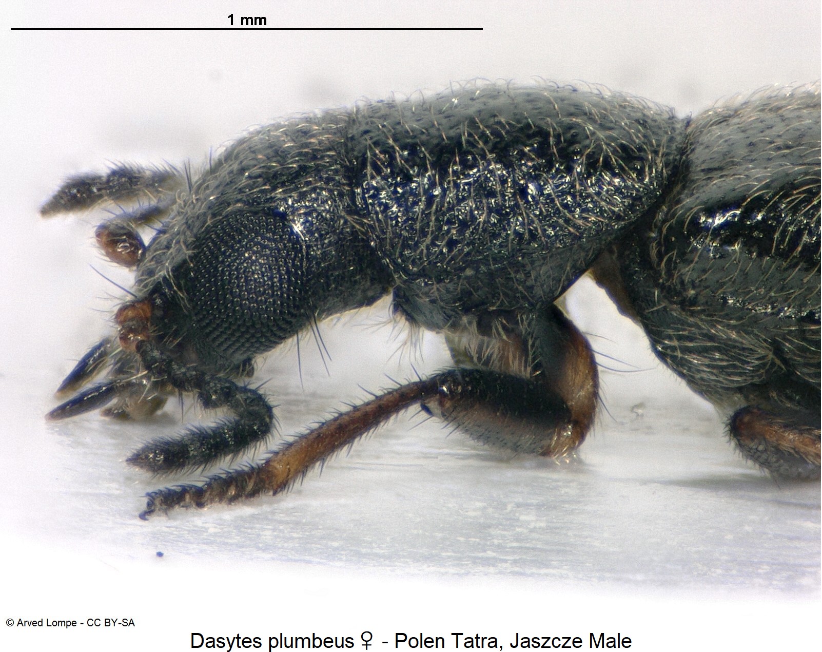 dasytes_plumbeus_w_nr1_ck33187332_sa_vk.jpg