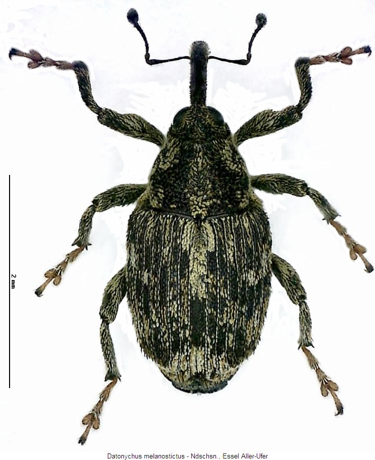 datonychus_melanostictus_hab.jpg