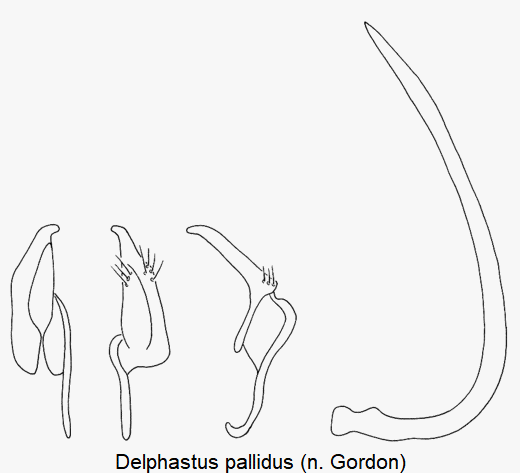 delphastus_pallidus.gif