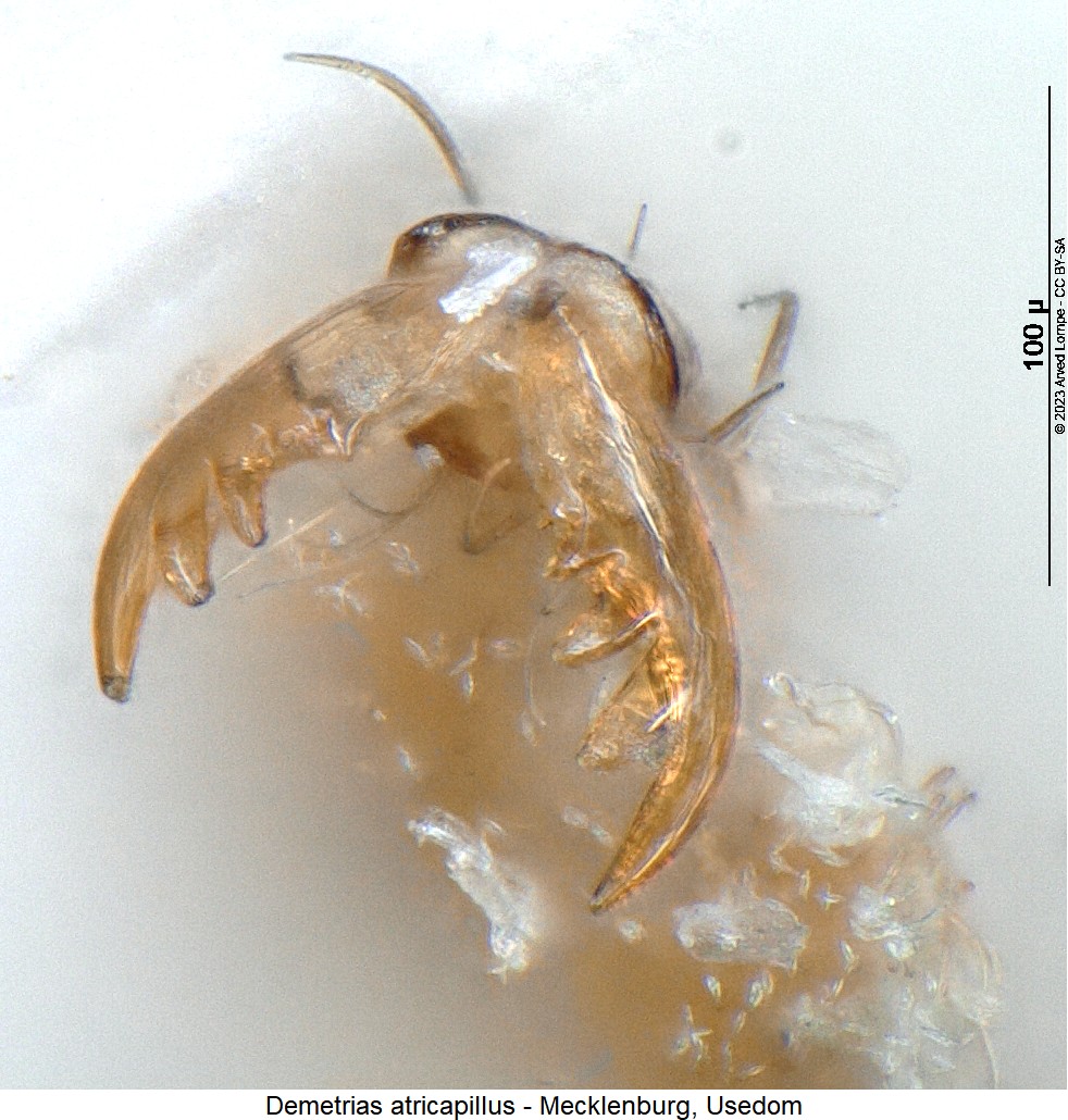 demetrias_atricapillus_vtr.jpg