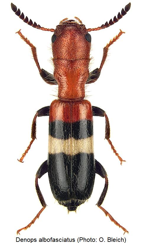denops_albofasciatus_hab.jpg