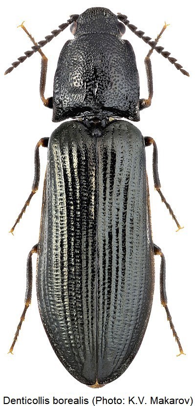 denticollis_borealis_hab.jpg