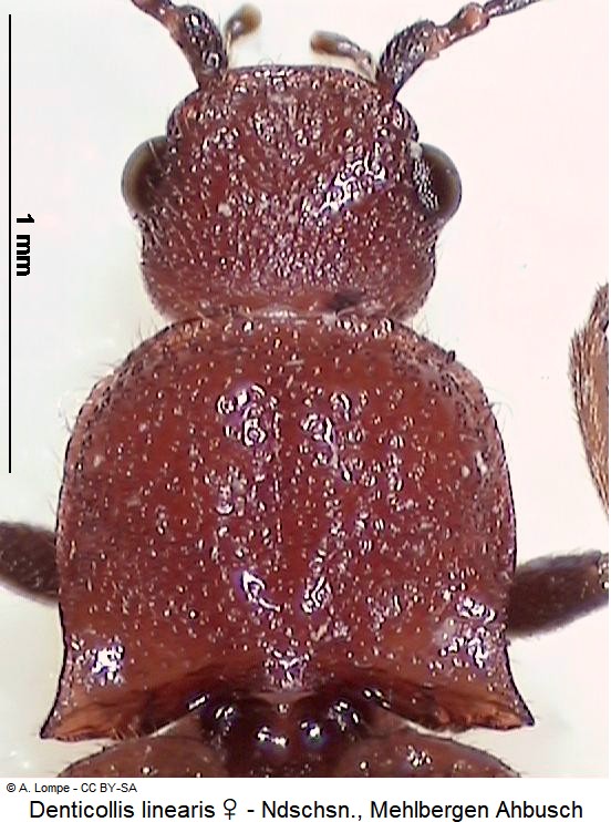 denticollis_linearis.jpg