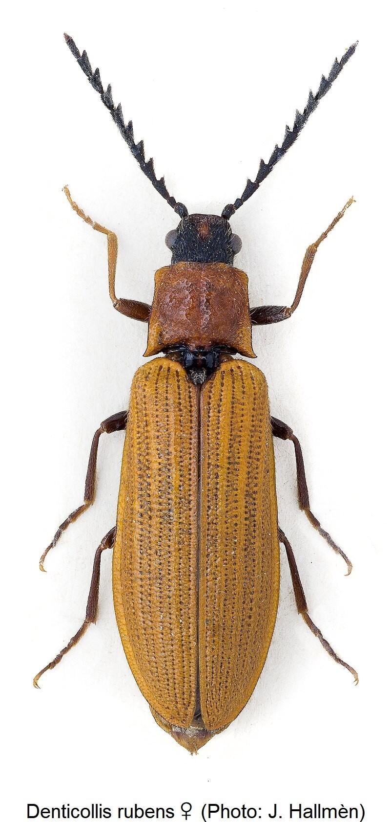 denticollis_rubens_w_hab.jpg