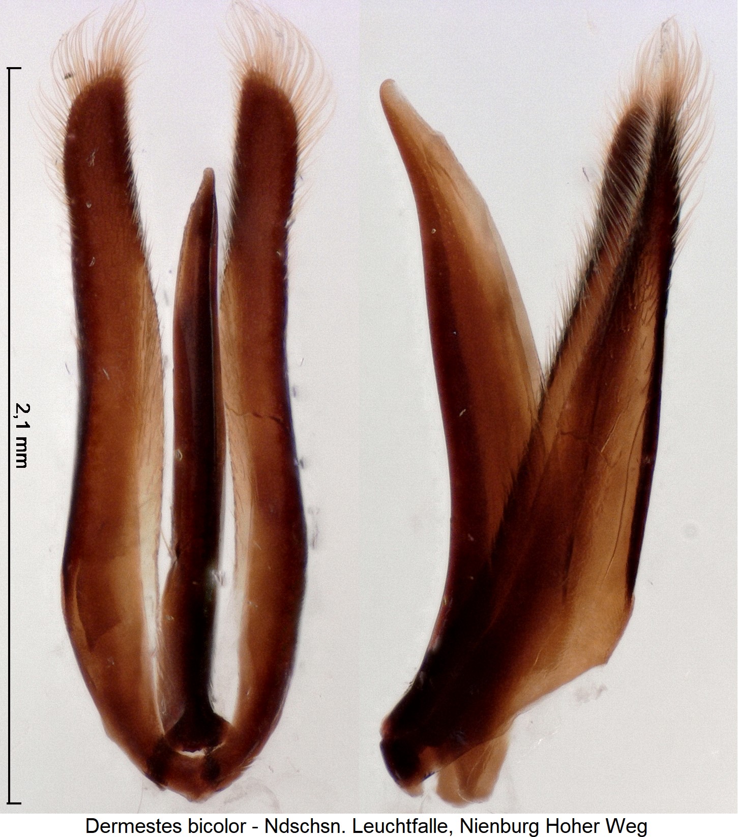 dermestes_bicolor_ck36205241.jpg