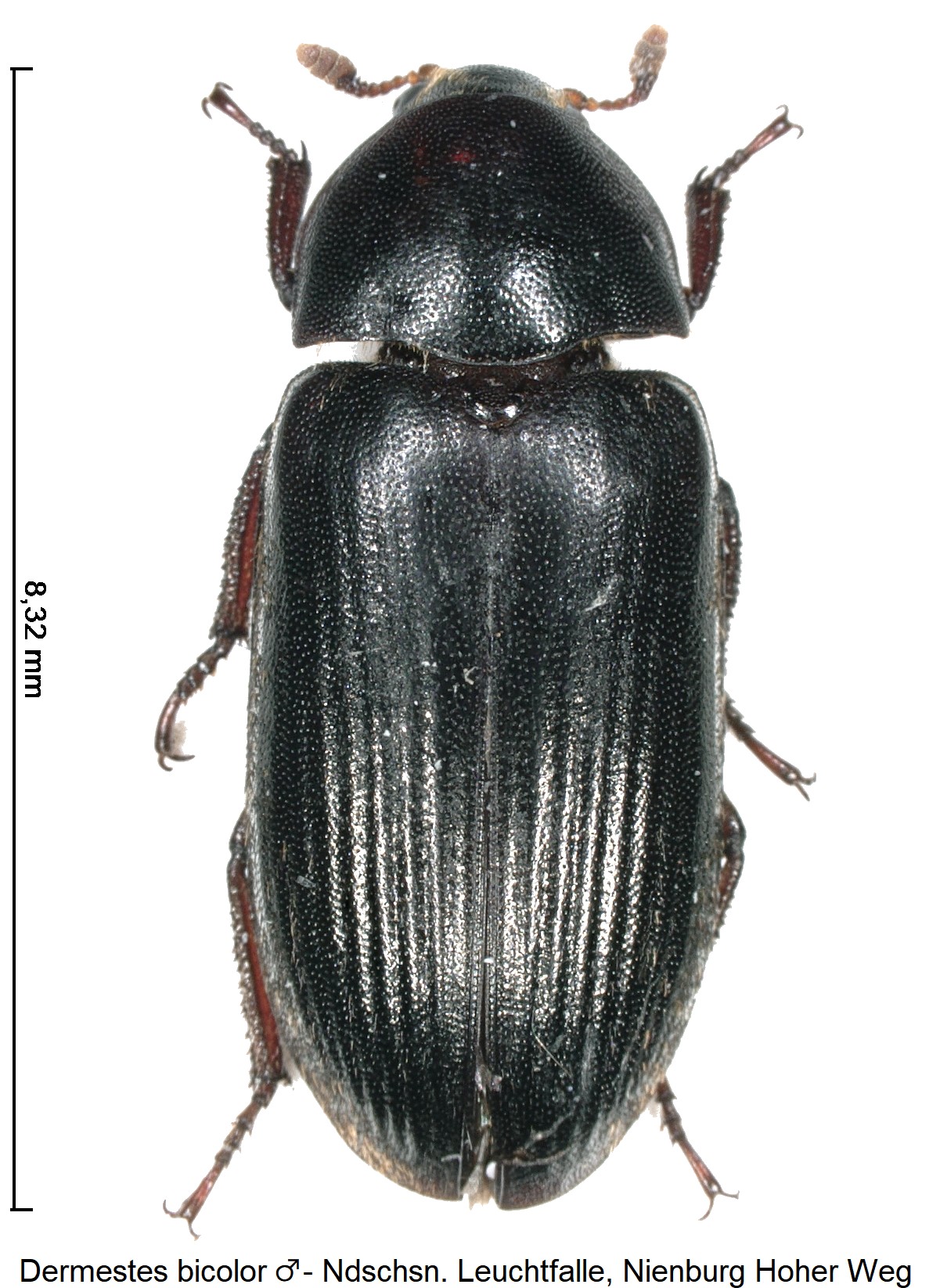 dermestes_bicolor_m_ck36205241_hab.jpg