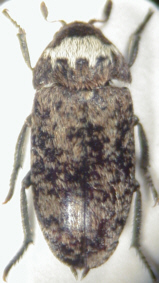 dermestes_coronatus.jpg