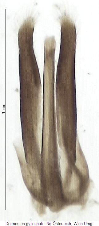 dermestes_gyllenhali.jpg