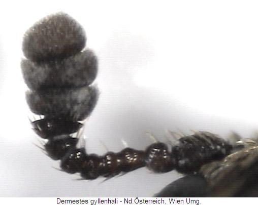 dermestes_gyllenhali_f.jpg