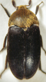 dermestes_hirticollis.jpg