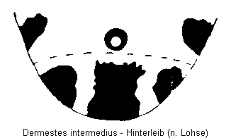 dermestes_intermedius_hlb.gif