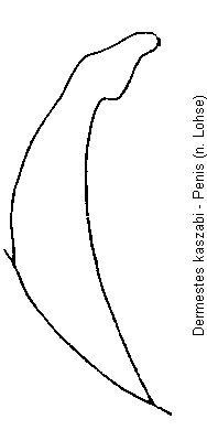 dermestes_kaszabi.gif
