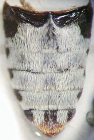dermestes_maculatus_abdomen.jpg